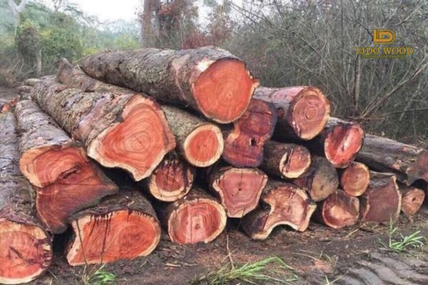 Đặc điểm nhận biết loại gỗ
