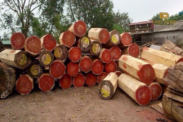 Nên mua gỗ hương đá Nam Phi ở đâu?