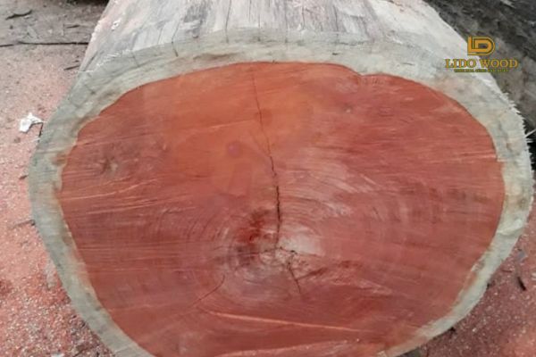 Bảng giá gỗ hương đá Nam Phi mới nhất hiện nay