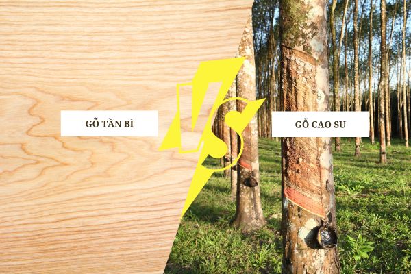 So sánh gỗ Tần Bì và gỗ Cao Su về đặc điểm vật lý