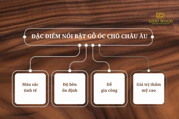 Đặc điểm nổi bật của gỗ óc chó Châu Âu
