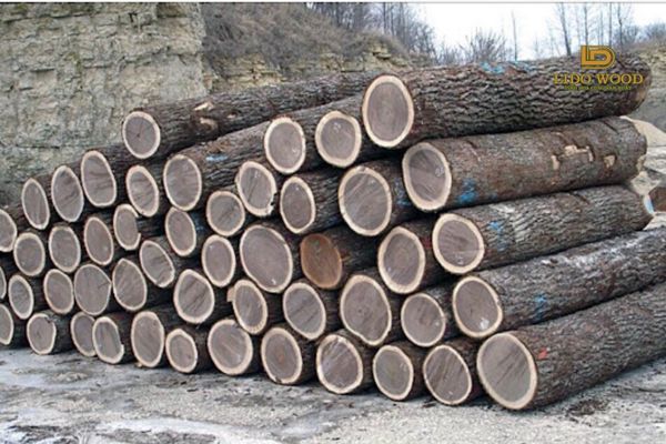Bảng giá gỗ óc chó Bắc Mỹ mới nhất