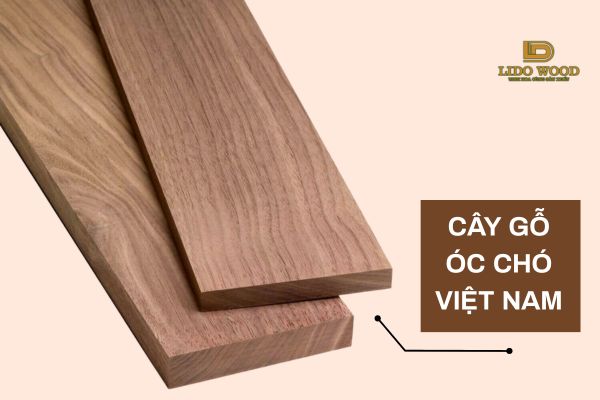 Gỗ óc chó Việt Nam là gì?