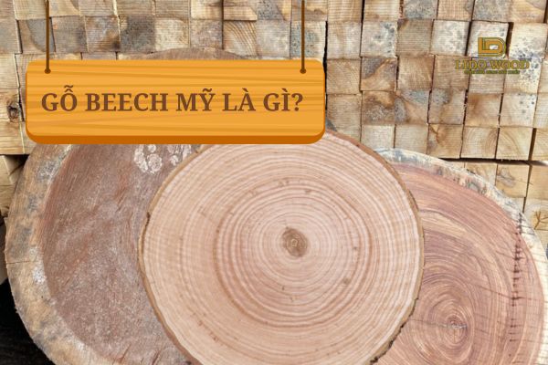 Gỗ Beech Mỹ là gì?