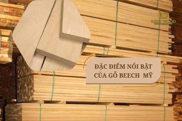 Đặc điểm nổi bật của gỗ Beech nhập khẩu Mỹ 