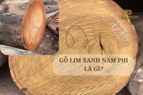 Gỗ Lim Xanh Nam Phi là gì?