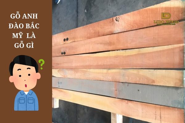 Gỗ anh đào Bắc Mỹ là gì?