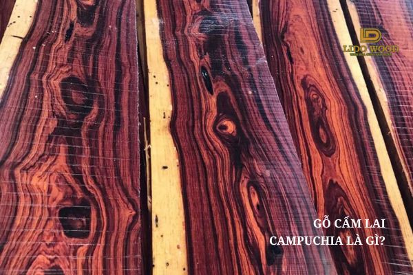 Gỗ cẩm lai Campuchia là gì?