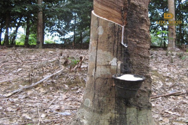 Đặc điểm gỗ cao su Campuchia nhập khẩu
