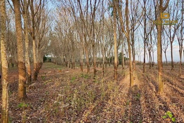 Tính cơ lý ổn định