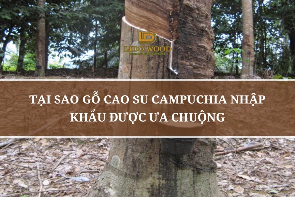 Tại Sao Gỗ Cao Su Campuchia Nhập Khẩu Được Ưa Chuộng