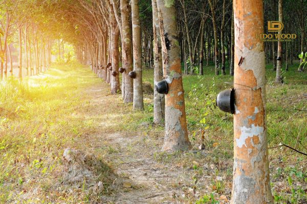 Nguồn gốc gỗ cao su phổ biến hiện nay