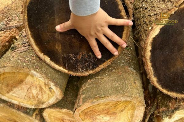 Gỗ công nghiệp từ keo lai hỗ trợ xu hướng thân thiện môi trường