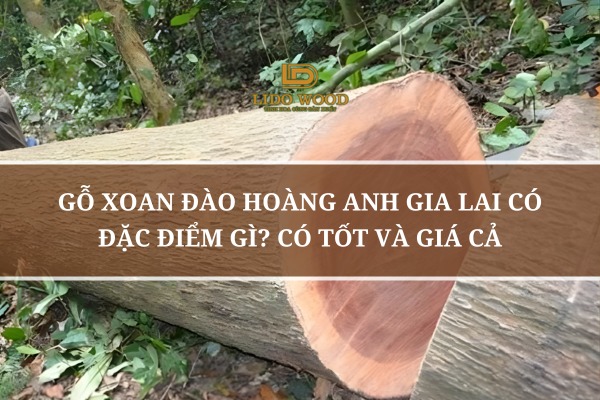 Gỗ Xoan Đào Hoàng Anh Gia Lai Có Đặc Điểm Gì? Có Tốt Và Giá Cả
