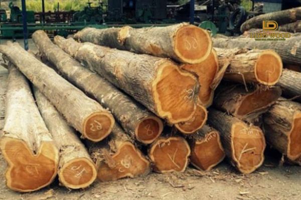 Giới thiệu chung về keo lai tự nhiên Úc