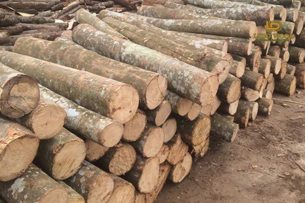 Gỗ keo lai Úc là gỗ gì?