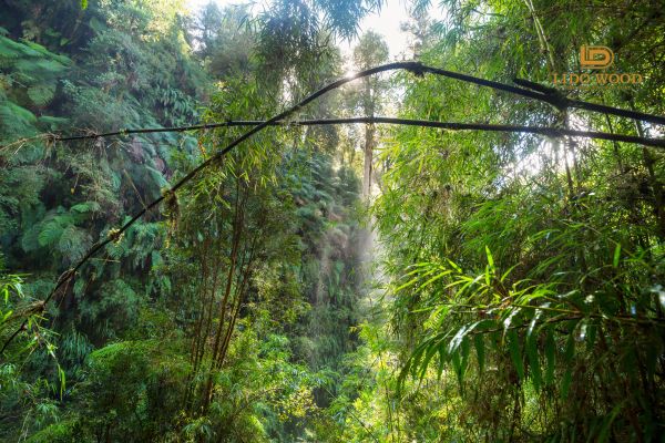 Nguồn gốc và đặc điểm sơ lược