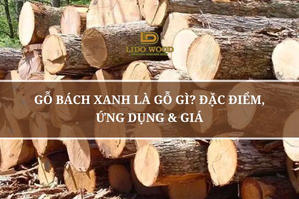 Gỗ Bách Xanh Là Gỗ Gì? Đặc Điểm, Ứng Dụng & Giá
