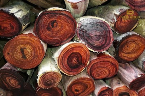 Gỗ hoàng đàn là gì?