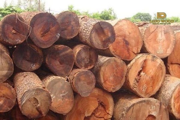 Đặc điểm nổi bật của gỗ Hoàng Đàn gồm