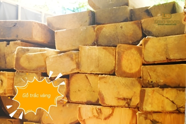 Gỗ trắc vàng (Trắc nghệ)